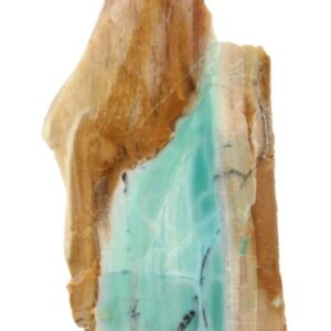 Versteend geöpaliseerd hout nr.1