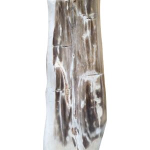 Versteend houten stam gepolijst nr.12