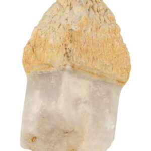 Merlijn Scepterkwarts nr.1