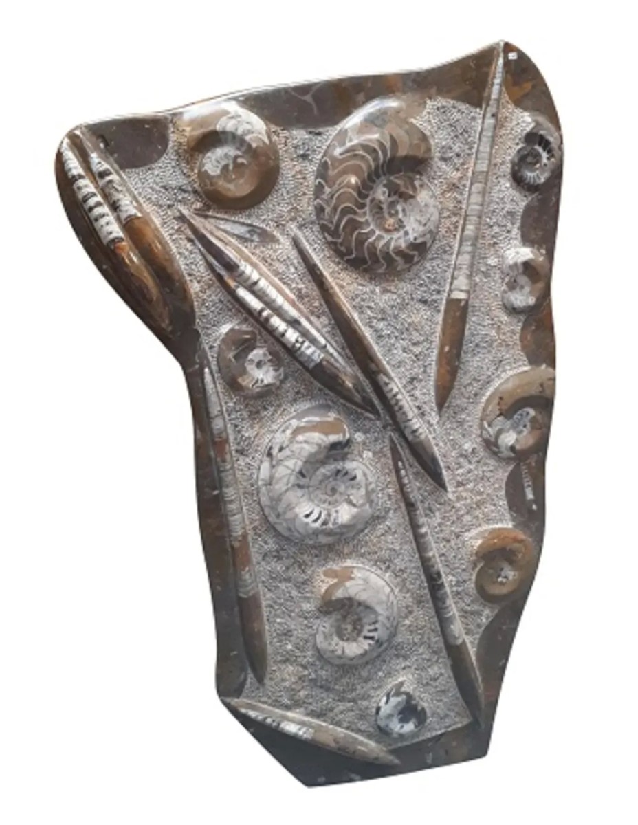 Orthoceras met Ammoniet sculptuur nr.29 - Afbeelding 3