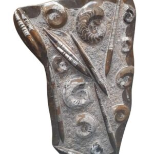 Orthoceras met Ammoniet sculptuur nr.29
