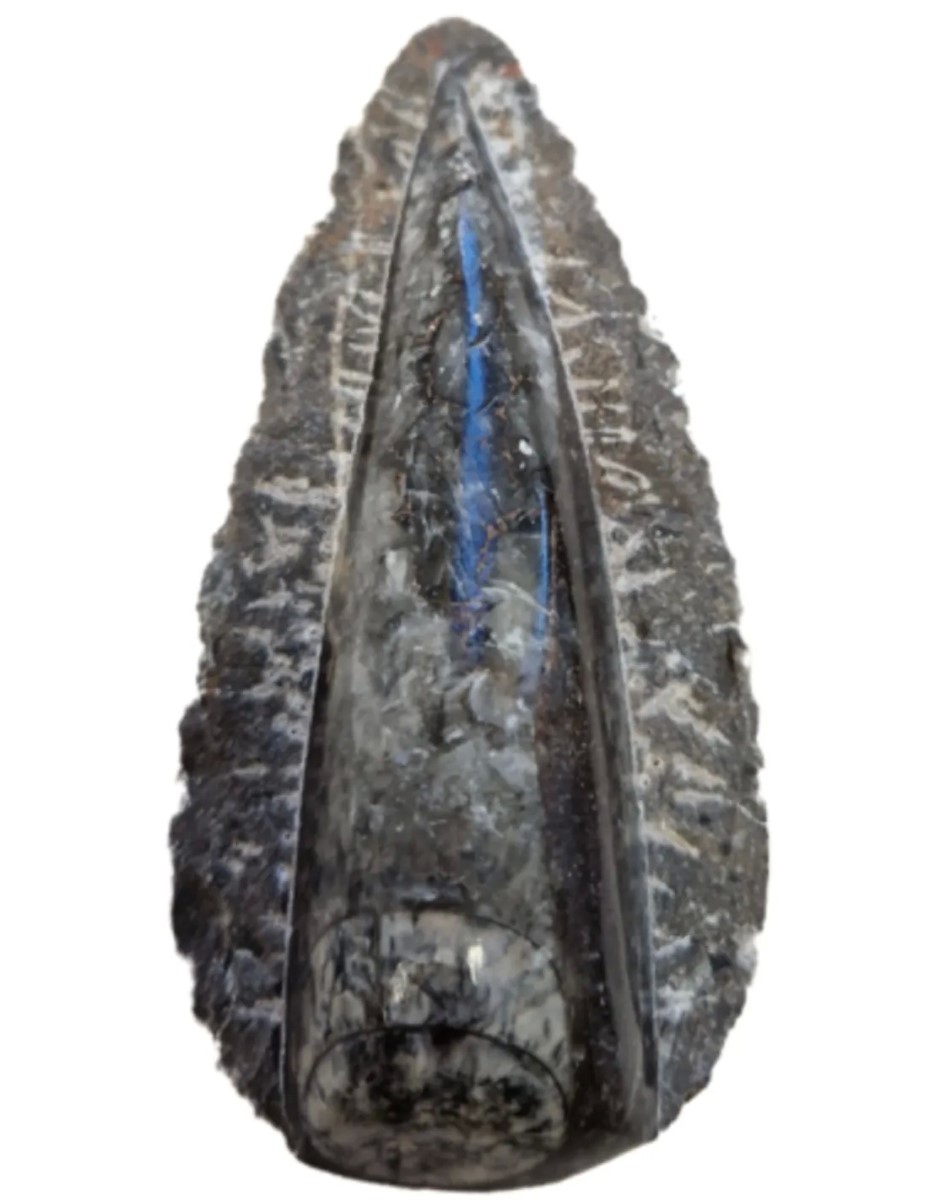 Orthoceras punt in moedersteen groot