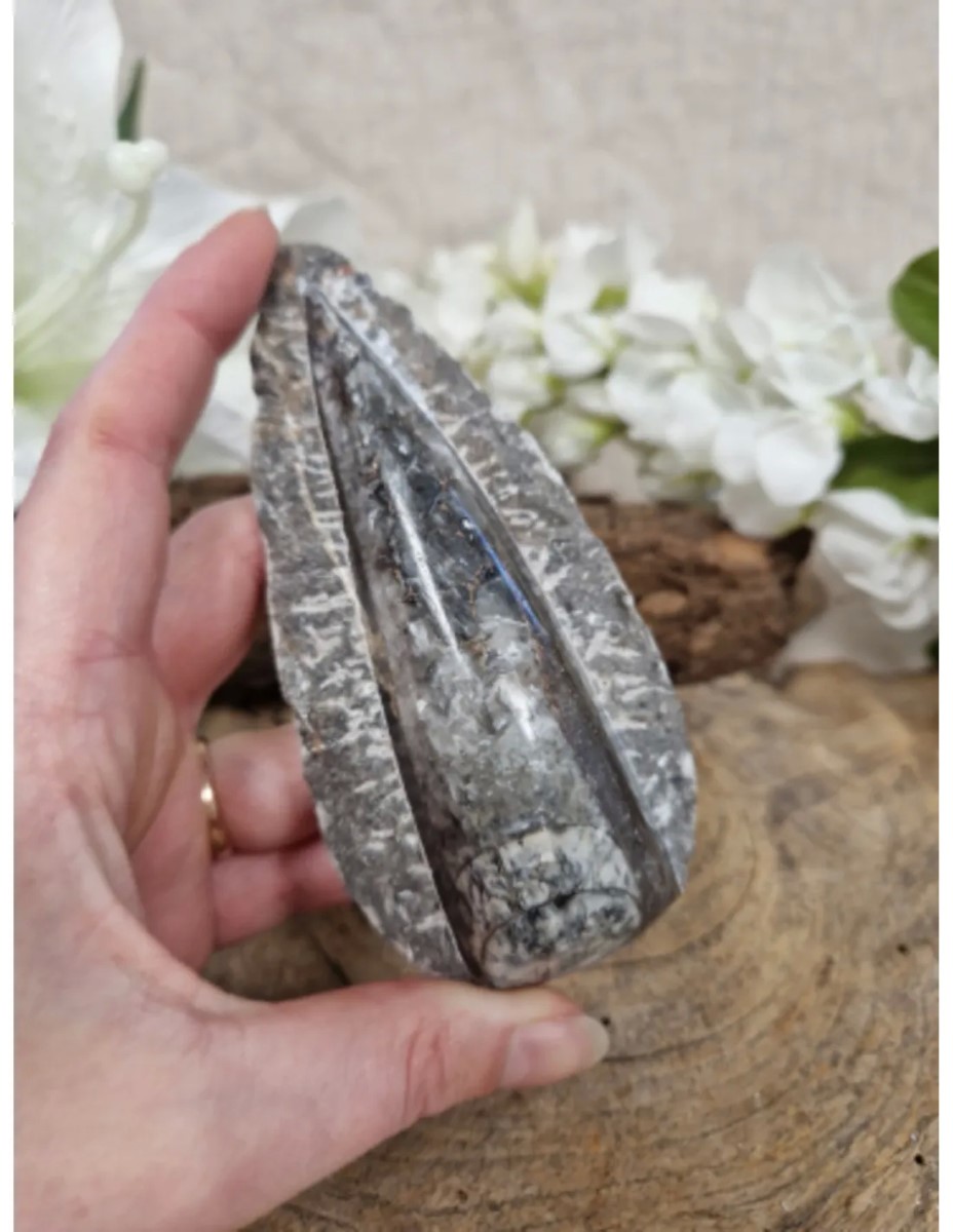 Orthoceras punt in moedersteen groot - Afbeelding 2