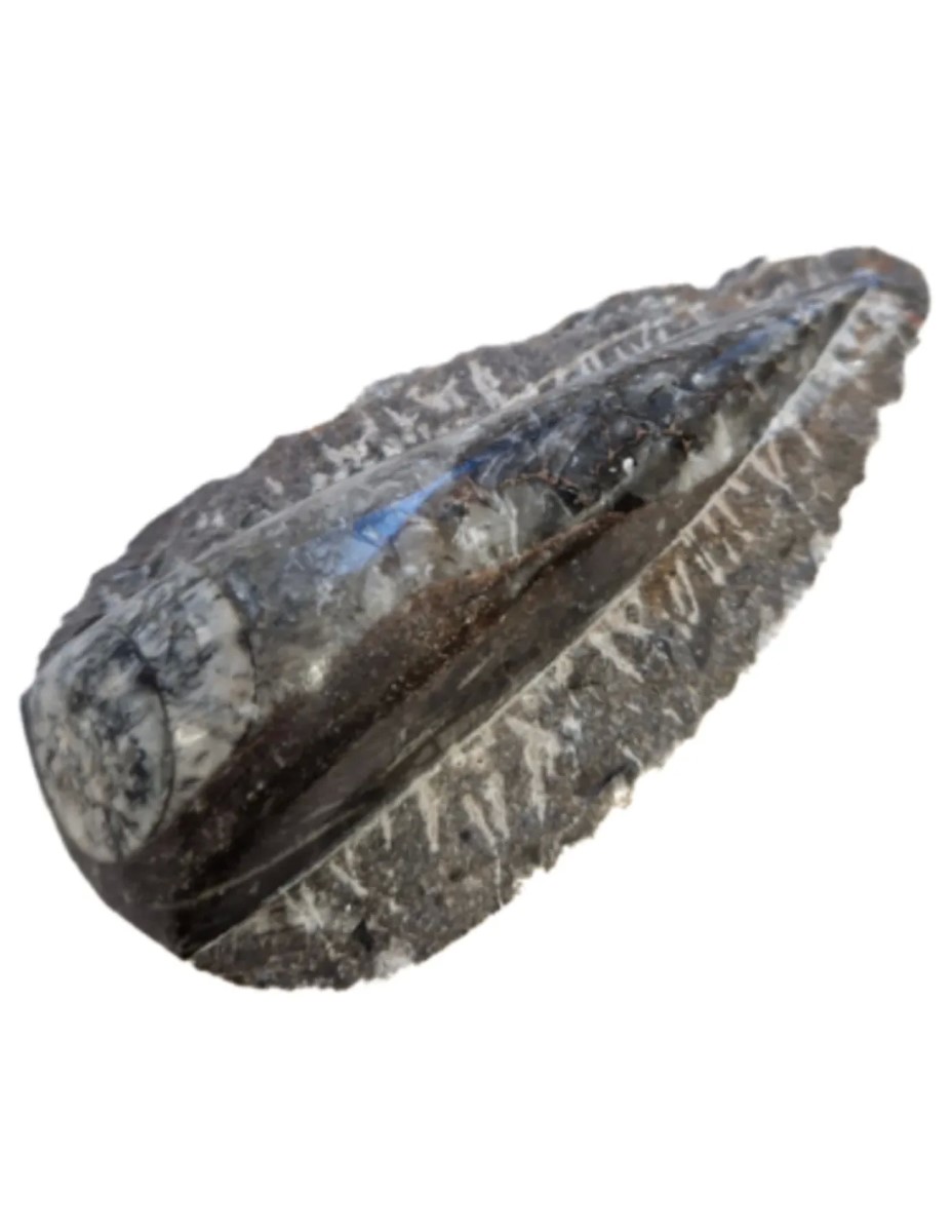Orthoceras punt in moedersteen groot - Afbeelding 3