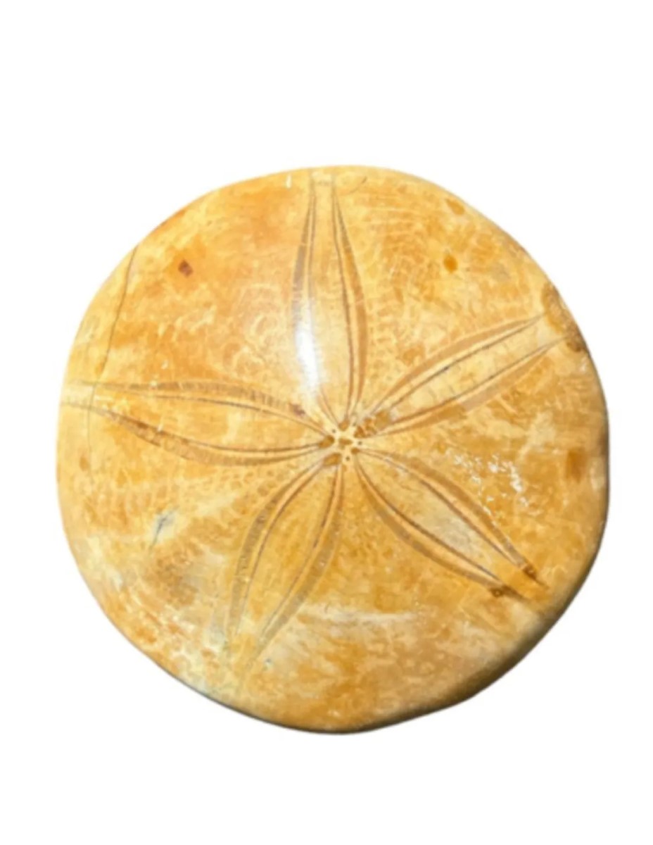 Fossiele Zee-egel 7,5 - 9 cm