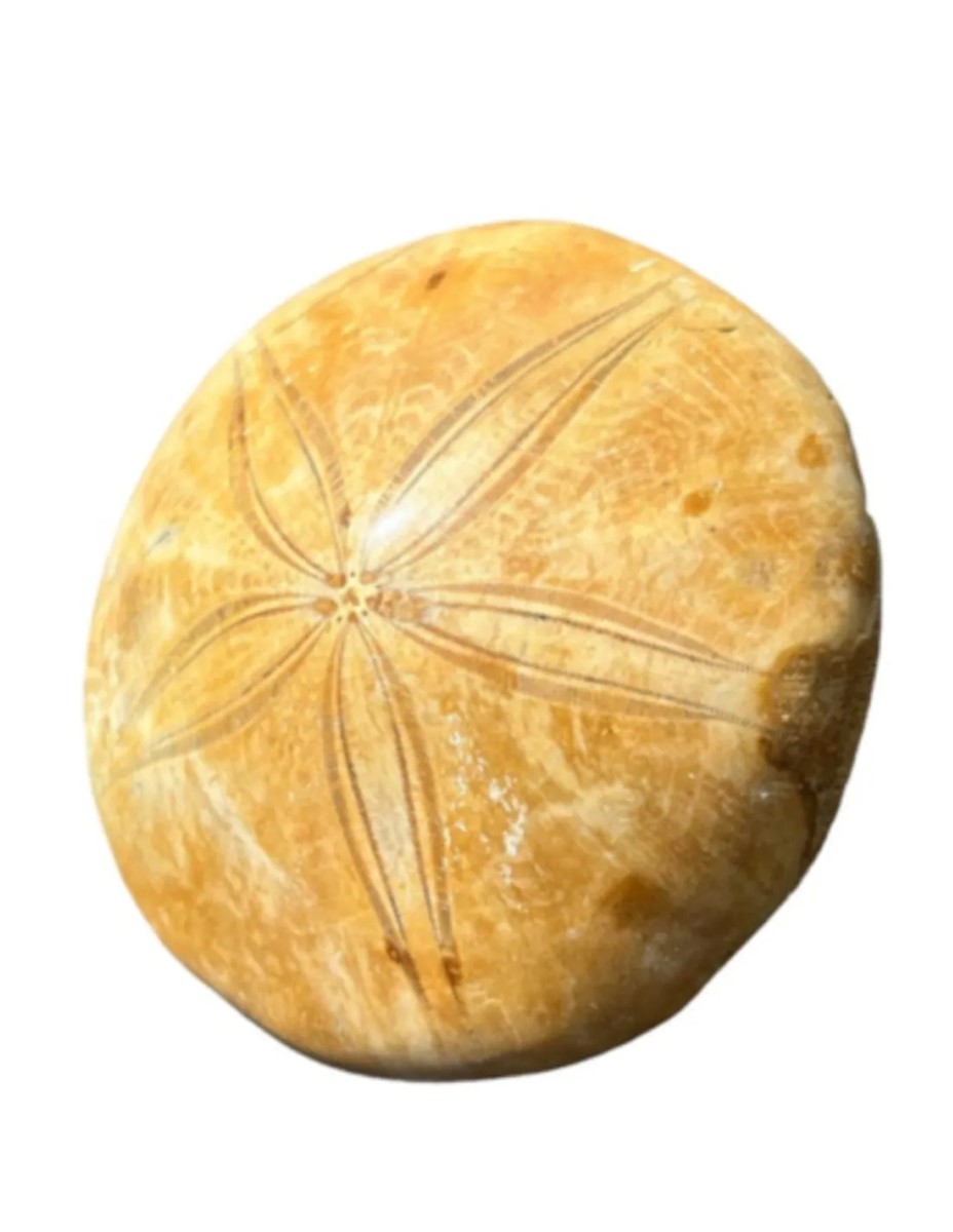 Fossiele Zee-egel 7,5 - 9 cm - Afbeelding 3