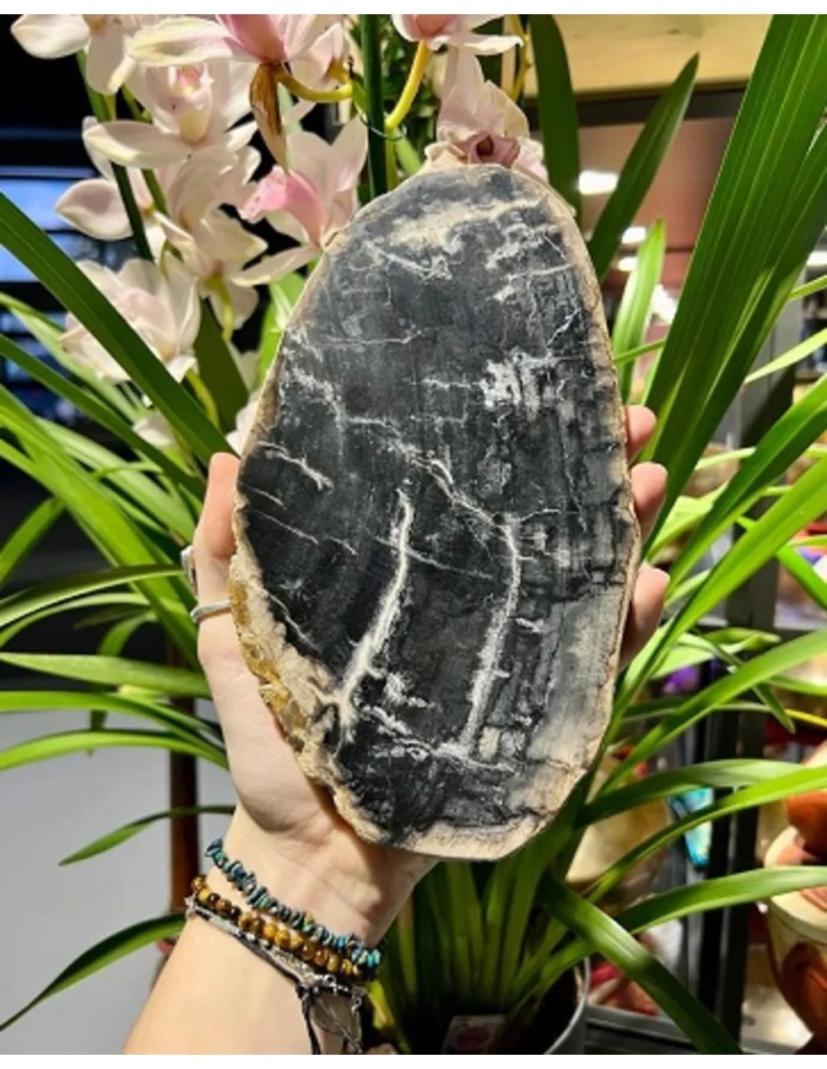 Versteend houten schijf zwart ovaal groot p/st (Indonesië) - Afbeelding 2